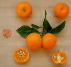 citrus.png citrus.png