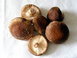 shiitake2.png shiitake2.png