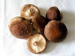 shiitake2.png