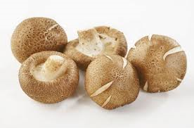 shiitake1.png shiitake1.png